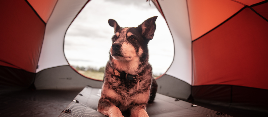 Hund in offenem Zelt