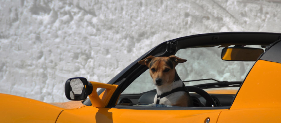 Autofahren mit Hund - verpinscht