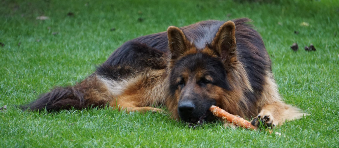 Hund auf Wiese liegend mit Kauknochen
