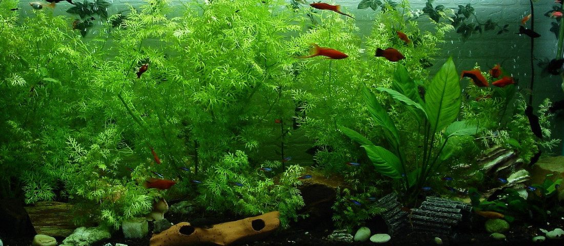 Praktische Helfer fürs Aquarium