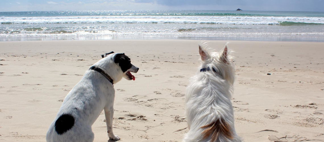 Zwei Hunde am Strand