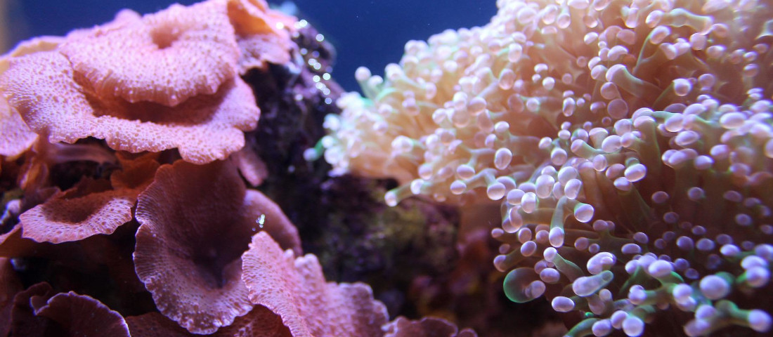 Wasserpflege im Aquarium