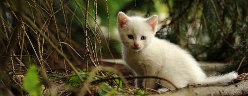 Kätzchen Erstausstattung