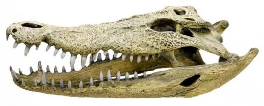 Nobby Aqua Ornaments "Krokodil Schädel" 47,5x20,5x16cm 