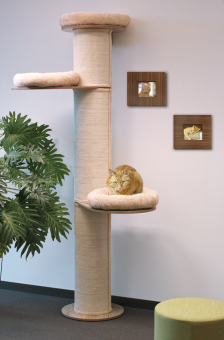 azoona Kratzbaum Maximus 219 cm, beige 