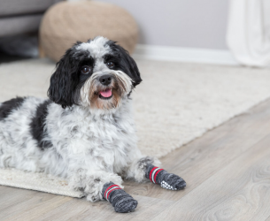 TRIXIE Hundesocken rutschfest Größe M-L 