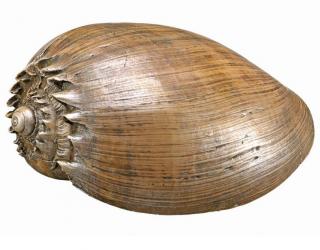 Nobby Aqua Ornaments "Muschel" 14x9x7cm 