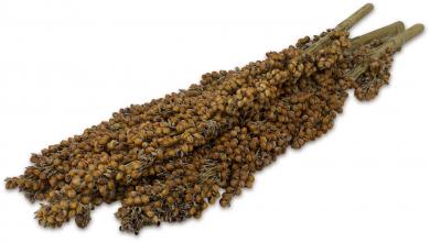 JR FARM Nagersnack Dari-Kolben 100 g 